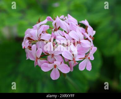 Zonale Geranium, Pelargonium zonale, Geraniaceae. Kap Provinzen, Südafrika. Stockfoto