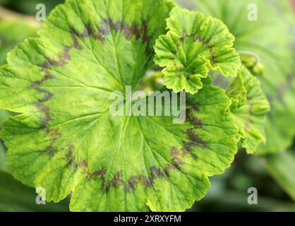 Zonale Geranium, Pelargonium zonale, Geraniaceae. Kap Provinzen, Südafrika. Blatt mit Zonenmuster. Stockfoto