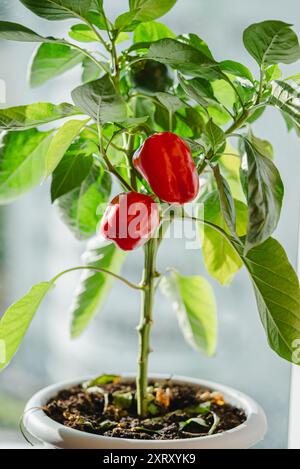 Rote Paprika-Pflanze mit reifer Paprika, die in einem Topf im Innenbereich wächst, hebt die Gartenarbeit im Innenbereich hervor und stellt selbst angebaute Produkte hervor. Stockfoto