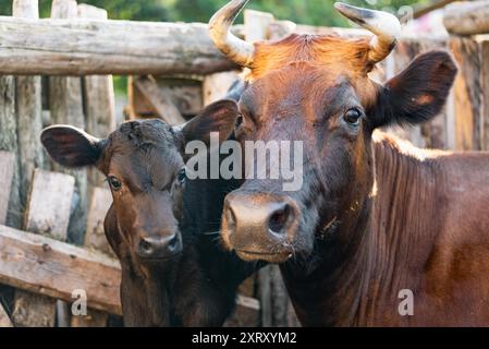 Nahaufnahme einer Kuh mit Hörnern, die neben ihrem Kalb in einem rustikalen Bauernhof steht und die Verbindung zwischen Mutter und Nachkommen unterstreicht. Stockfoto