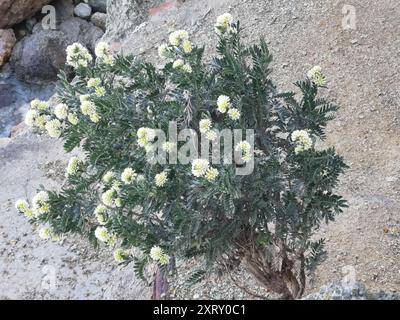 Jupiterbart (Anthyllis barba-jovis) Plantae Stockfoto