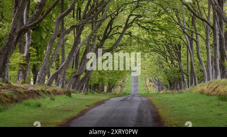 Horizontale Ansicht einer asphaltierten Landstraße mit Grasrändern, die durch einen grünen Baumtunnel in den Pentland Hills von Schottland abfallen Stockfoto