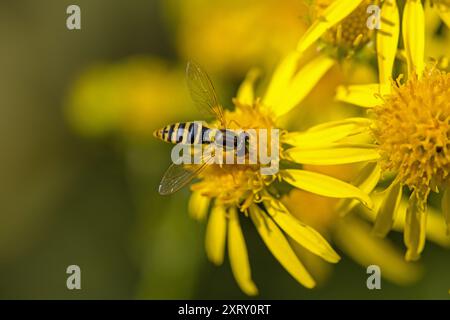 Ein gelb-schwarzer langbauchiger hoverfly auf einer gelben Blume aus Ragkraut Stockfoto