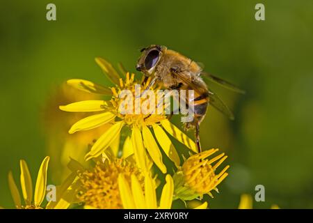 Eine europäische Drohne fliegt auf einer gelben Ragwortblume vor einem grünen, verschwommenen Hintergrund Stockfoto