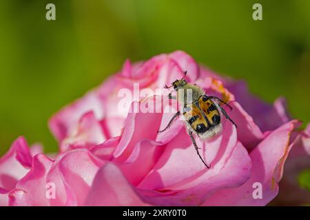 Ein brauner eurasischer Bienkäfer auf einer rosa Rose vor einem verschwommenen dunklen Hintergrund Stockfoto