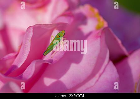 Ein grüner Rhododendron-Blattrichter auf einer rosa Rose Stockfoto