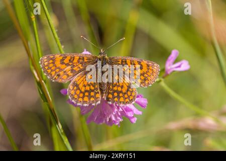 Blick von oben auf einen orangebraunen Schmetterling mit offenen Flügeln namens Heath Fritillary auf einer rosa Blume und grünem, verschwommenem Hintergrund Stockfoto