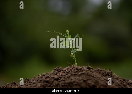 Eine junge Erbsenpflanze in der Erde Stockfoto