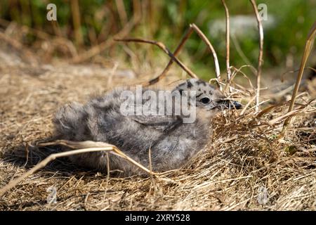 Hühner der gewöhnlichen Möwe (Larus canus), die im trockenen Gras sitzt Stockfoto