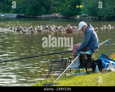 Fisherman und eine Schar Kanadier auf der Themse, direkt bei Abingdon Lock und Weir. Branta canadensis ist in den arktischen und gemäßigten Regionen Nordamerikas beheimatet und wurde erfolgreich in Großbritannien eingeführt. Sie ist heute fast überall an der Themse zu sehen. Die Fischer sind an den Fischen interessiert, nicht an den Vögeln. Stockfoto