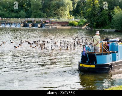 Eine Schar Kanadiengänse auf der Themse, ein Hausboot vorbeiziehend. Branta canadensis ist in den arktischen und gemäßigten Regionen Nordamerikas beheimatet und wurde erfolgreich in Großbritannien eingeführt. Sie ist heute fast überall an der Themse zu sehen. Stockfoto