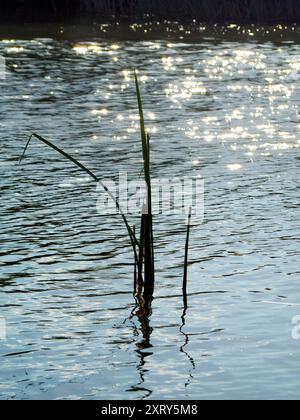 Sonne, Reflexion und Schilf auf der Themse, direkt am Radley College, Boathouse. Eine Vision von abstrakter Schönheit in der Natur, mit dem glitzernden Wasser, während die Sonne vom Wasser reflektiert wird. Einfach wunderschön. Stockfoto