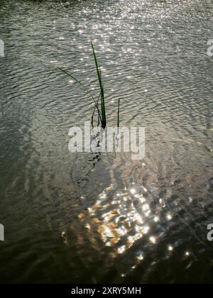 Sonne, Reflexion und Schilf auf der Themse, direkt am Radley College, Boathouse. Eine Vision von abstrakter Schönheit in der Natur, mit dem glitzernden Wasser, während die Sonne vom Wasser reflektiert wird. Einfach wunderschön. Stockfoto