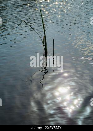 Sonne, Reflexion und Schilf auf der Themse, direkt am Radley College, Boathouse. Eine Vision von abstrakter Schönheit in der Natur, mit dem glitzernden Wasser, während die Sonne vom Wasser reflektiert wird. Einfach wunderschön. Stockfoto