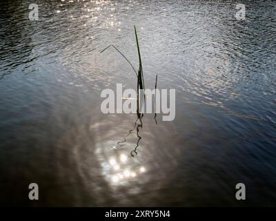 Sonne, Reflexion und Schilf auf der Themse, direkt am Radley College, Boathouse. Eine Vision von abstrakter Schönheit in der Natur, mit dem glitzernden Wasser, während die Sonne vom Wasser reflektiert wird. Einfach wunderschön. Stockfoto