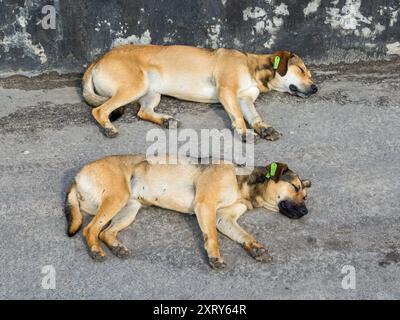 Zwei obdachlose, sterilisierte Hunde liegen auf dem Asphalt Stockfoto