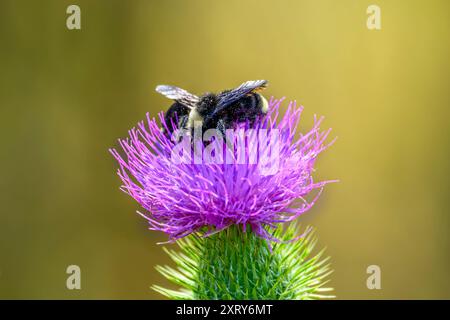 Zwei Bienen sammeln Pollen von einer invasiven Scotch Thistle Blume. Stockfoto