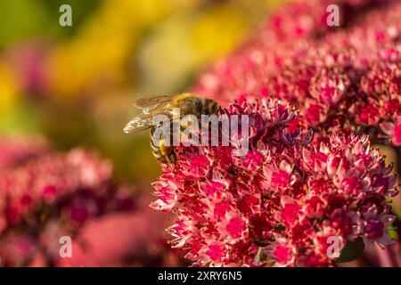 Eine Honigbiene sammelt Pollen von Gartenblumen. Stockfoto