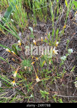 Variable Linanthus (Leptosiphon parviflorus) Plantae Stockfoto