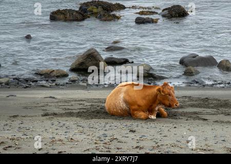 Eine braune Kuh liegt an einem Sandstrand auf der Isle of Skye. Die Szene schafft einen friedlichen Moment in der Natur. Stockfoto