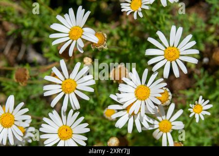 Zahlreiche Gänseblümchen gruppierten sich zusammen, wodurch ein beeindruckender visueller Kontrast entsteht. Die zarten Blütenblätter umgeben die hellgelben Zentren. Stockfoto