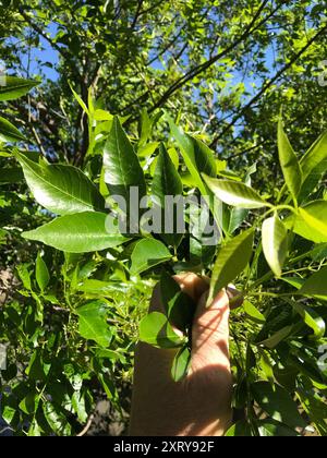 Grünasche (Fraxinus pennsylvanica) Plantae Stockfoto