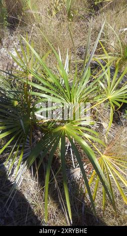 Florida Silver Palm (Coccothrinax argentata) Plantae Stockfoto