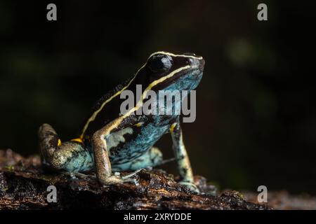 Ameerega hahneli ist ein Giftfrosch aus der Familie der Dendrobatidae, er hat eine dunkelbraune oder schwarze Farbe mit gelben oder orangen Flecken. Stockfoto