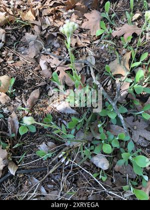Feldpussytoes (Antennaria neglecta) Plantae Stockfoto