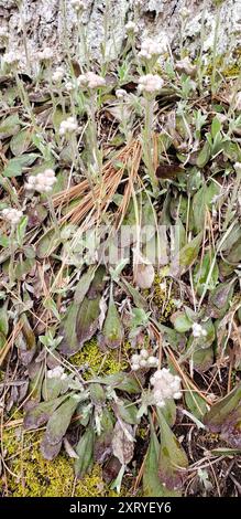 Feldpussytoes (Antennaria neglecta) Plantae Stockfoto