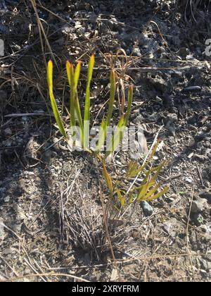 Coontie (Zamia integrifolia) Plantae Stockfoto