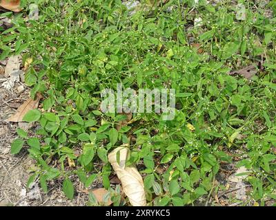 Grassleaf Spurge (Euphorbia graminea) Plantae Stockfoto