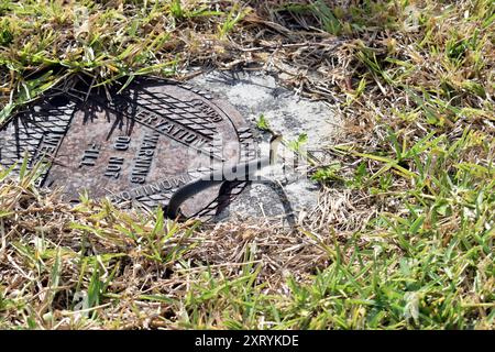 Everglades Racer (Coluber constrictor paludicola) Reptilia Stockfoto