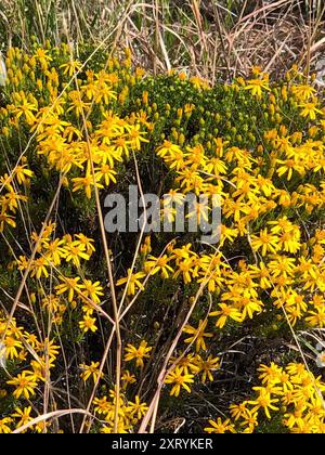 Damianita (Chrysactinia mexicana) Plantae Stockfoto