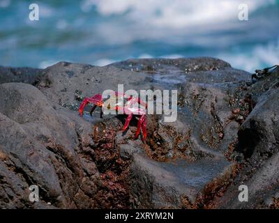 Große rote Krabbe auf einem vulkanischen Lavastein in der Nähe des Meeres vor dem Hintergrund von türkisfarbenem Wasser. Stockfoto