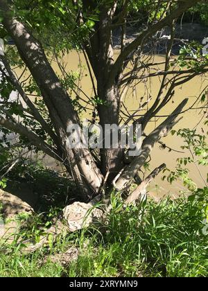 Grünasche (Fraxinus pennsylvanica) Plantae Stockfoto