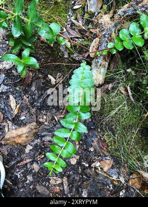 Baum Tutu (Coriaria arborea) Plantae Stockfoto