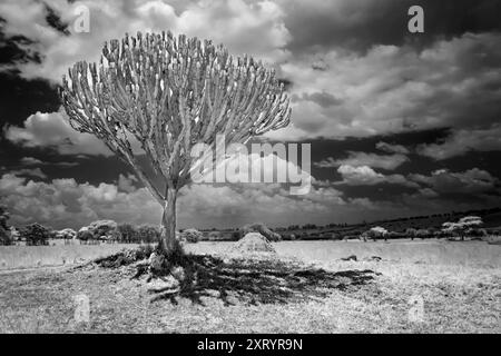 Euphorbia Candelabra Baum in Uganda, Afrika Stockfoto