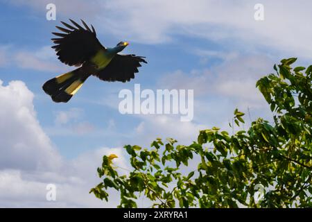 Großer blauer Turaco im Flug, Uganda, Afrika Stockfoto