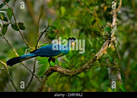 Großer blauer Turaco in Uganda, Afrika Stockfoto