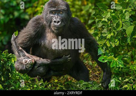 Mutter und Baby Berggorilla, Bwindi, Uganda Stockfoto