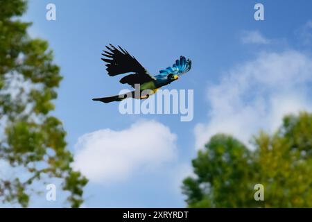 Großer blauer Turaco im Flug, Uganda, Afrika Stockfoto