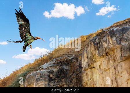 Bald Ibis im Flug in Birecik, Türkei Stockfoto