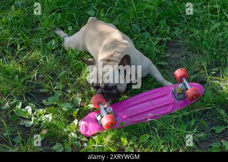 Französisches Bulldog-Haustier von kitzfarbiger Farbe spielt mit Skateboard auf hellgrünem Gras im Hinterhof. Stockfoto
