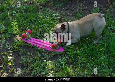 Französisches Bulldog-Haustier von kitzfarbiger Farbe spielt mit Skateboard auf hellgrünem Gras im Hinterhof. Stockfoto