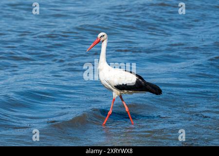 White Stork with a Grey Eye: Gruselige Eleganz beim Wandern im See - Sommerurlaub. Ciconia ciconia Stockfoto