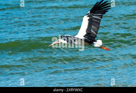 Weißstorch im Flug: Eine Sommerreise über den See, Symbol der Freiheit - Ciconia ciconia Stockfoto