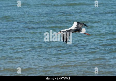 Weißstorch im Flug: Eine Sommerreise über den See, Symbol der Freiheit - Ciconia ciconia Stockfoto