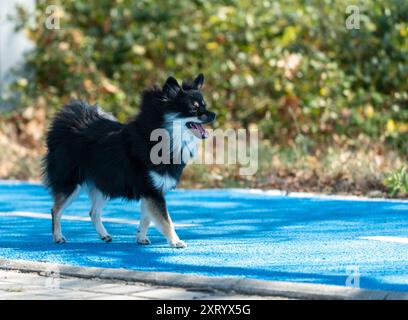 Pommeranian Hündchen im Urlaub: Porträt eines Hundes, der auf blauem Beton läuft, mit grünem, verschwommenem Hintergrund. Stockfoto