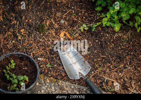 Leopardenschnecke auf Gartenwerkzeug, gefunden nach dem Graben in Topfpflanzen Stockfoto